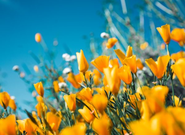Featured Story for spring